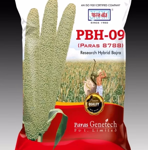 PBH-09 Hybrid Bajra Seeds 1.5 kg