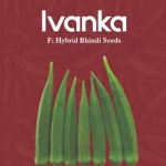 Ivanka Hybrid Okra Seeds