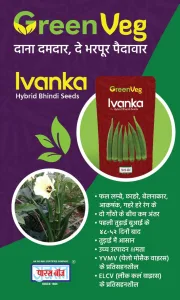 Ivanka Hybrid Okra Seeds ( Bhindi ke Beej ) - Image 7