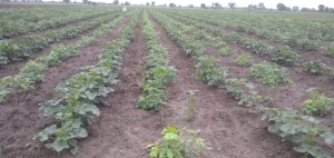 Ivanka Hybrid Okra Seeds ( Bhindi ke Beej ) - Image 5