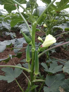 Ivanka Hybrid Okra Seeds ( Bhindi ke Beej ) - Image 3
