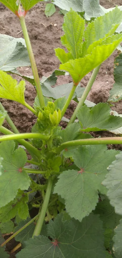 Ivanka Hybrid Okra Seeds ( Bhindi ke Beej ) - Image 2