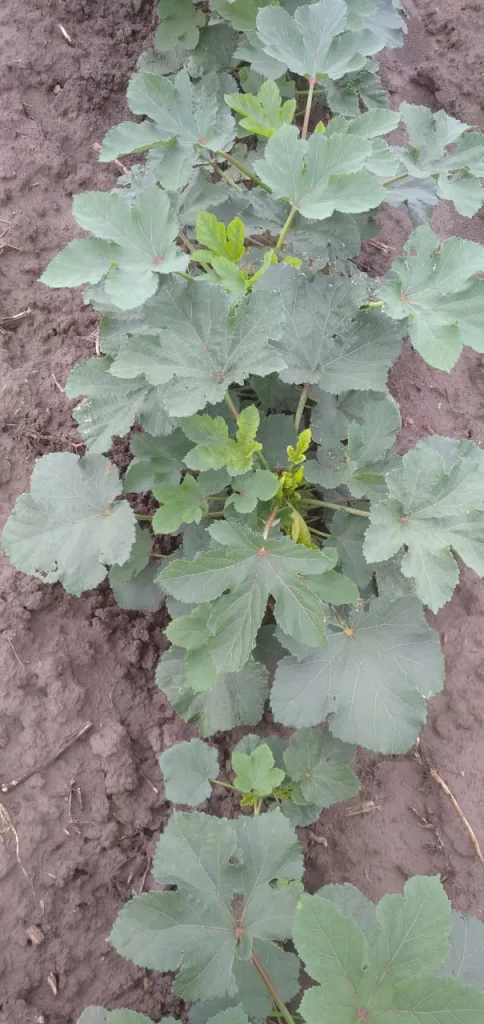 Ivanka Hybrid Okra Seeds ( Bhindi ke Beej ) - Image 4