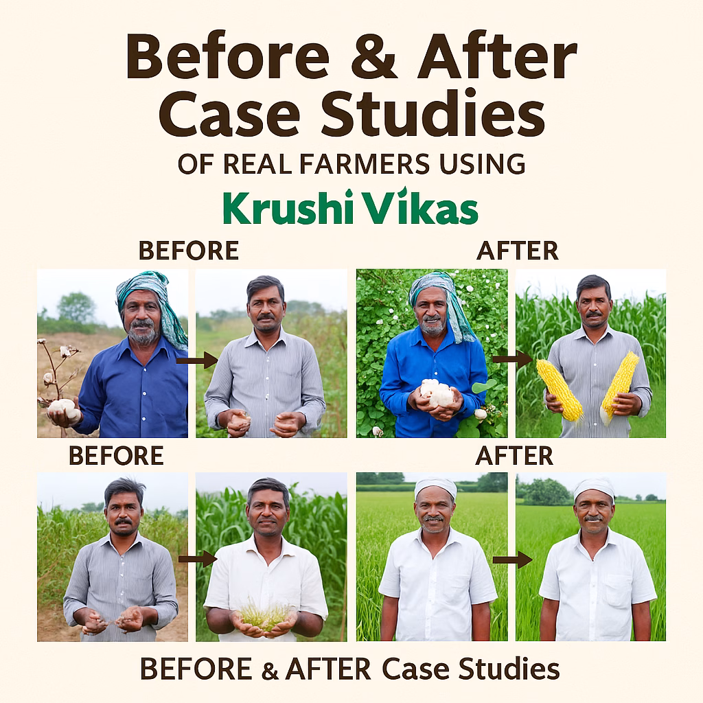 A collage showing three farmers with their cotton fields before and after using Krushi Vikas products, highlighting visible improvement in crop yield and plant health.